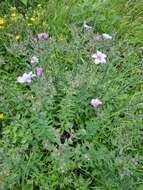 Image of Linum hypericifolium Salisb.