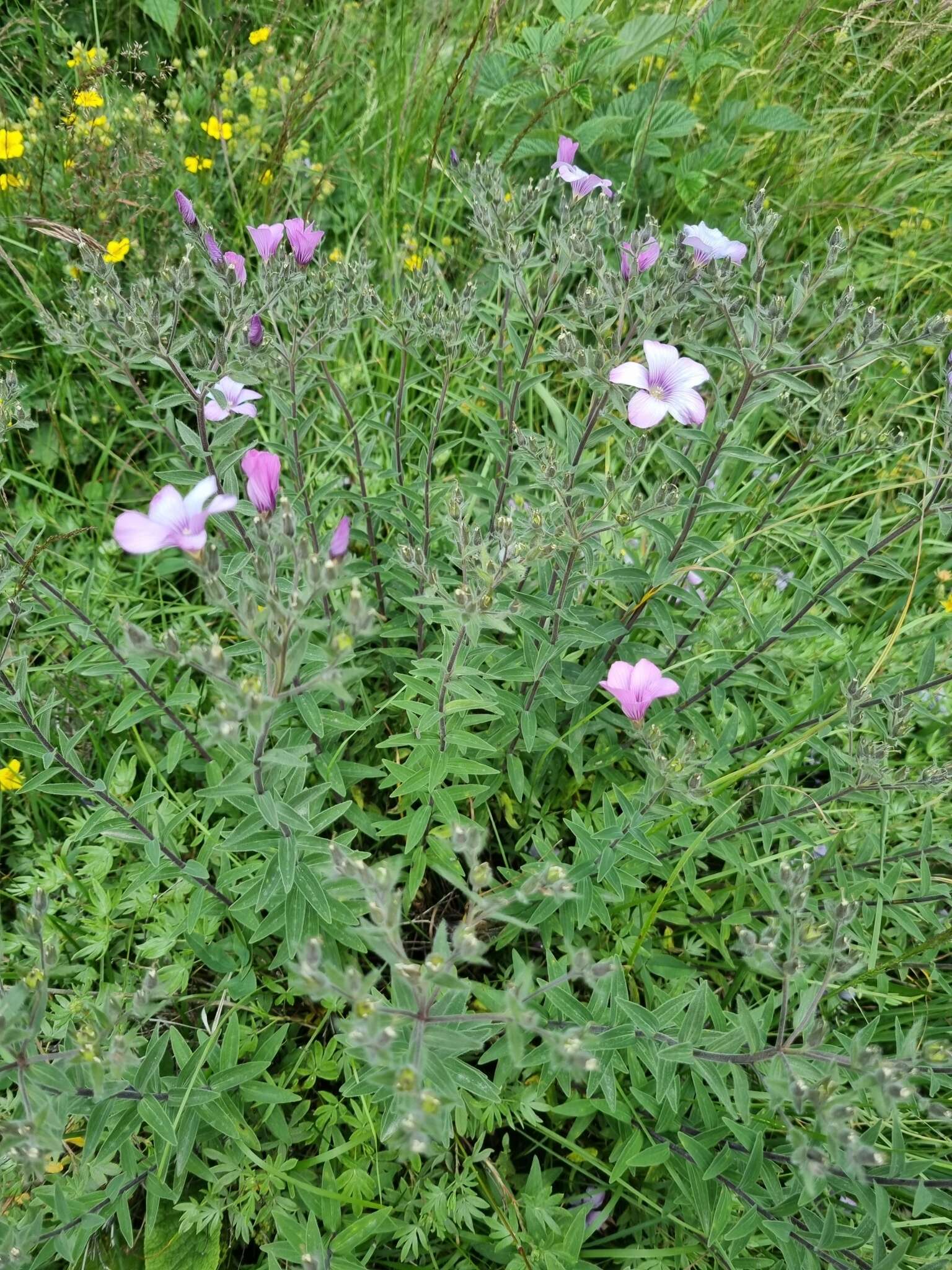 Linum hypericifolium Salisb. resmi