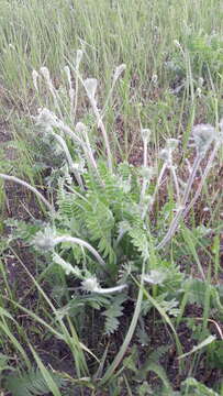 Image of Oxytropis campanulata Vassilcz.