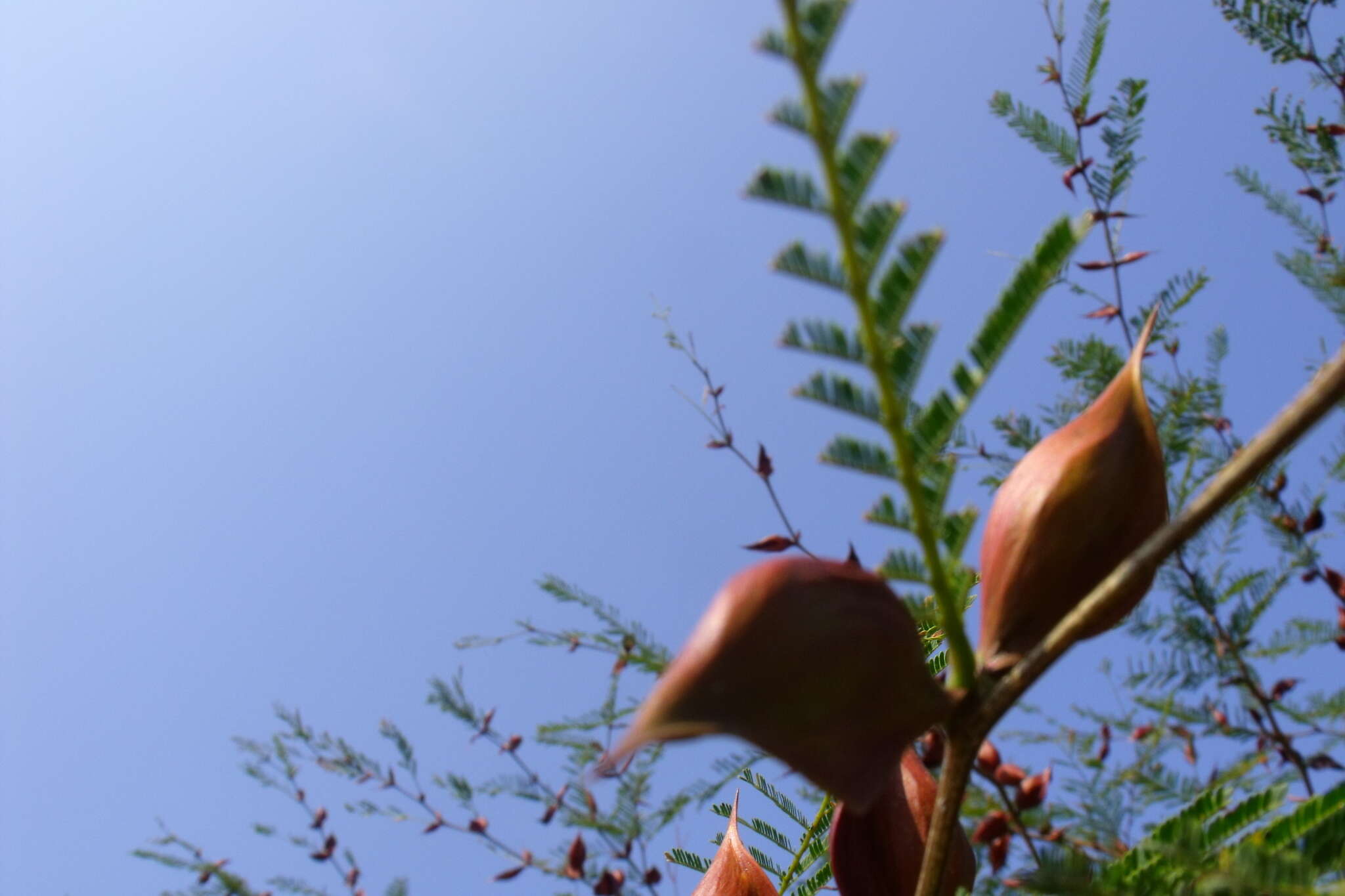 Image of Vachellia campeachiana (Mill.) Seigler & Ebinger