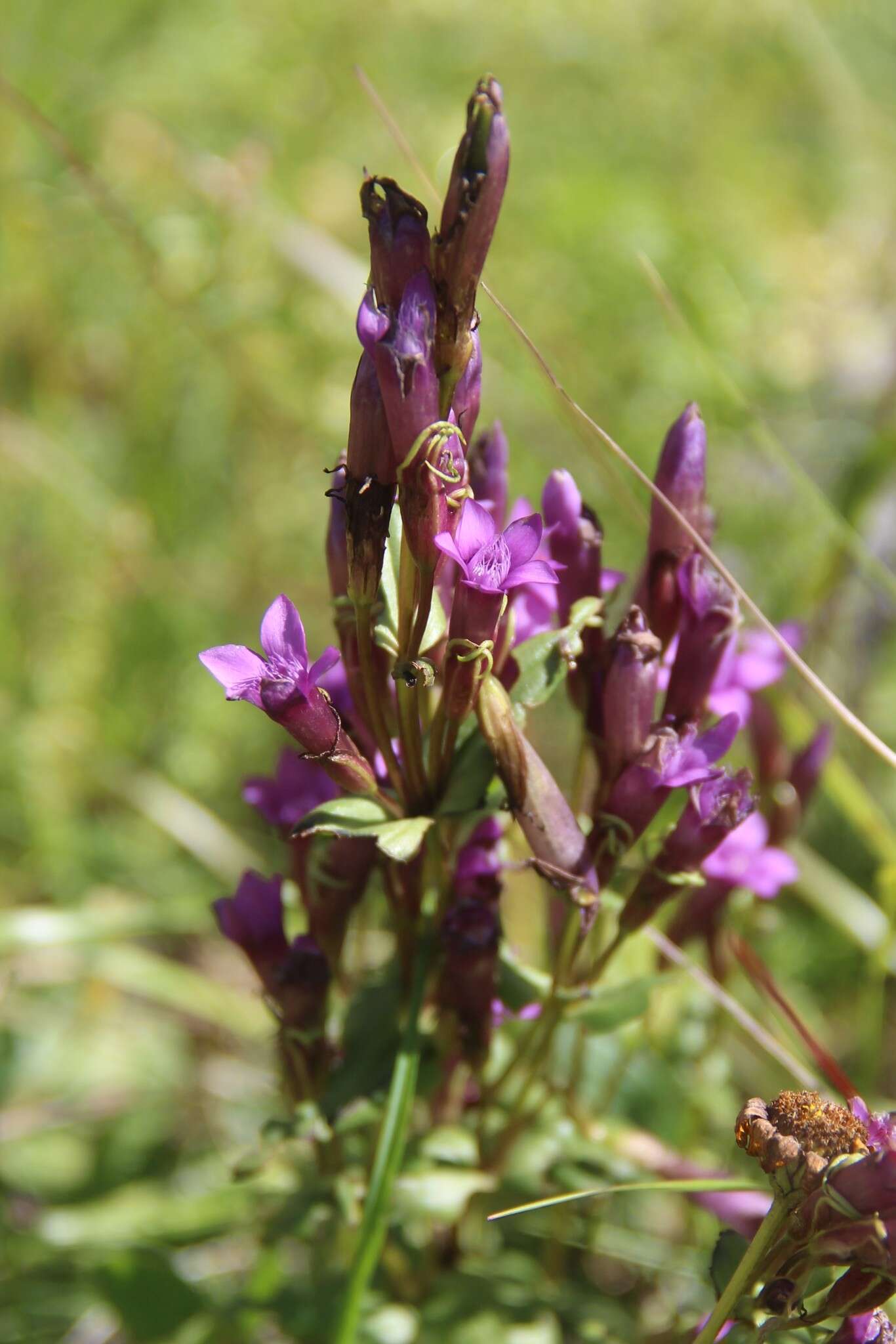 Image de Gentianella caucasea (Loddiges ex Sims) J. Holub