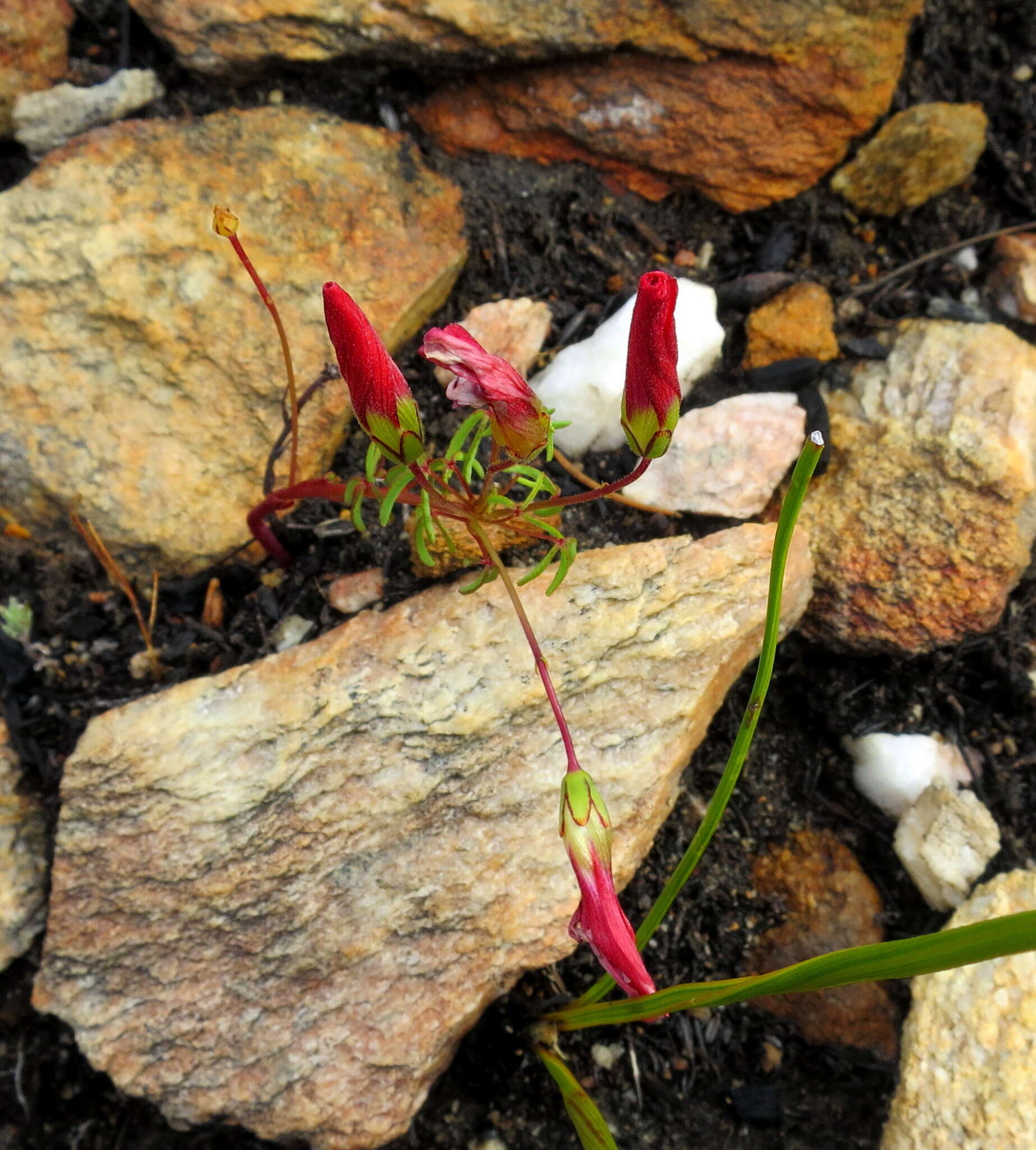 Sivun Oxalis pendulifolia Salter kuva