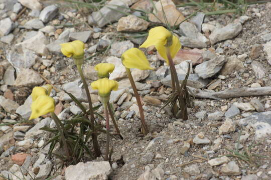 Image of Arisaema flavum subsp. tibeticum J. Murata