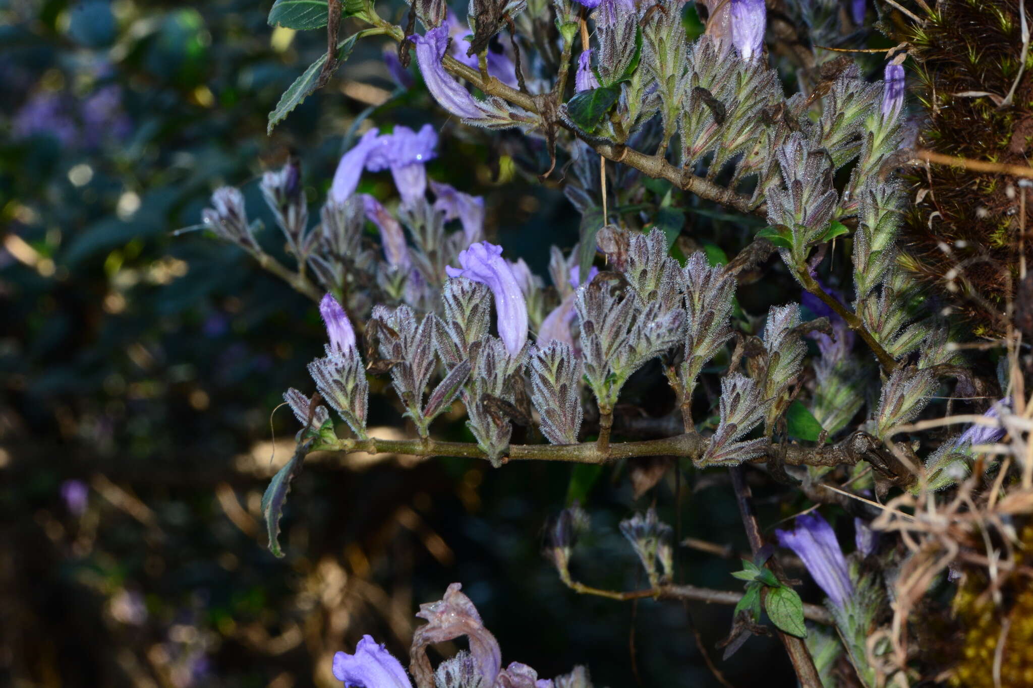 Strobilanthes scrobiculatus Dalz. ex C. B. Cl. resmi