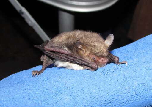 Image of Myotis escalerai Cabrera 1904