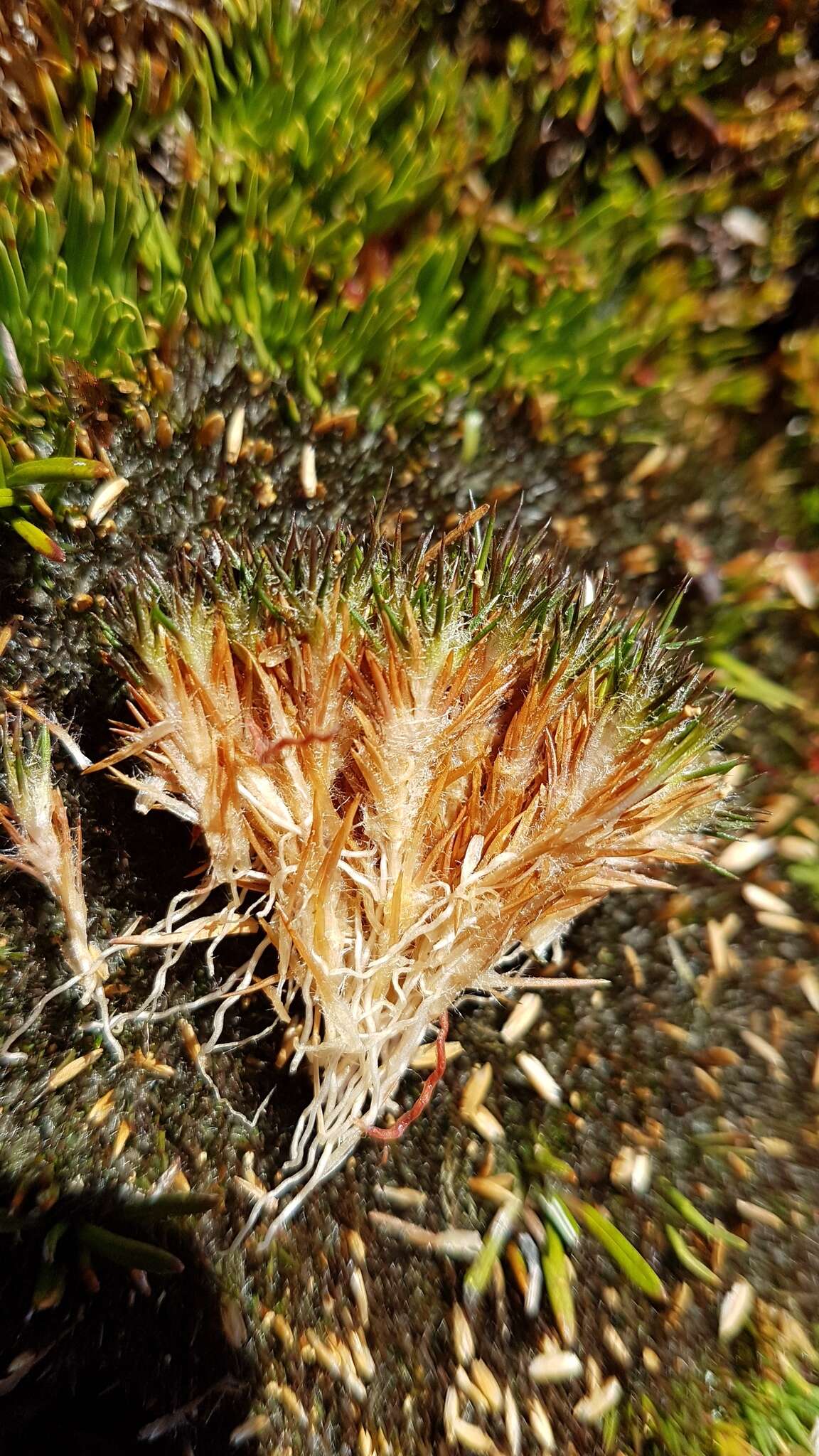 Слика од Centrolepis ciliata (Hook. fil.) Druce