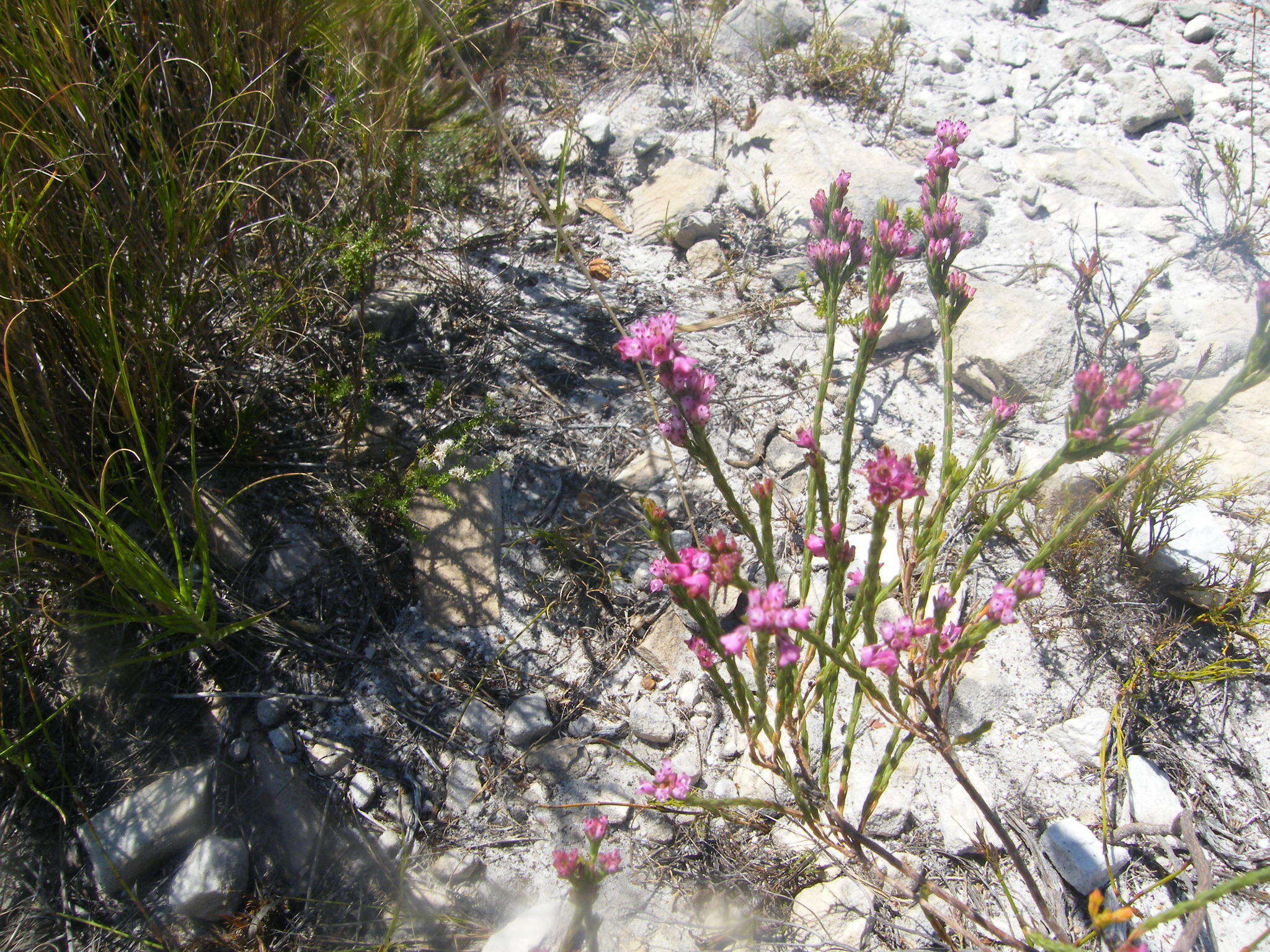 Image of Erica corifolia var. corifolia