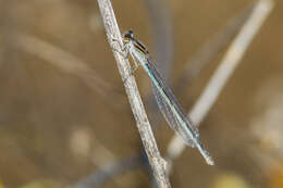 Image of Familiar Bluet