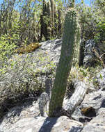 Imagem de Echinopsis quadratiumbonata (F. Ritter) D. R. Hunt