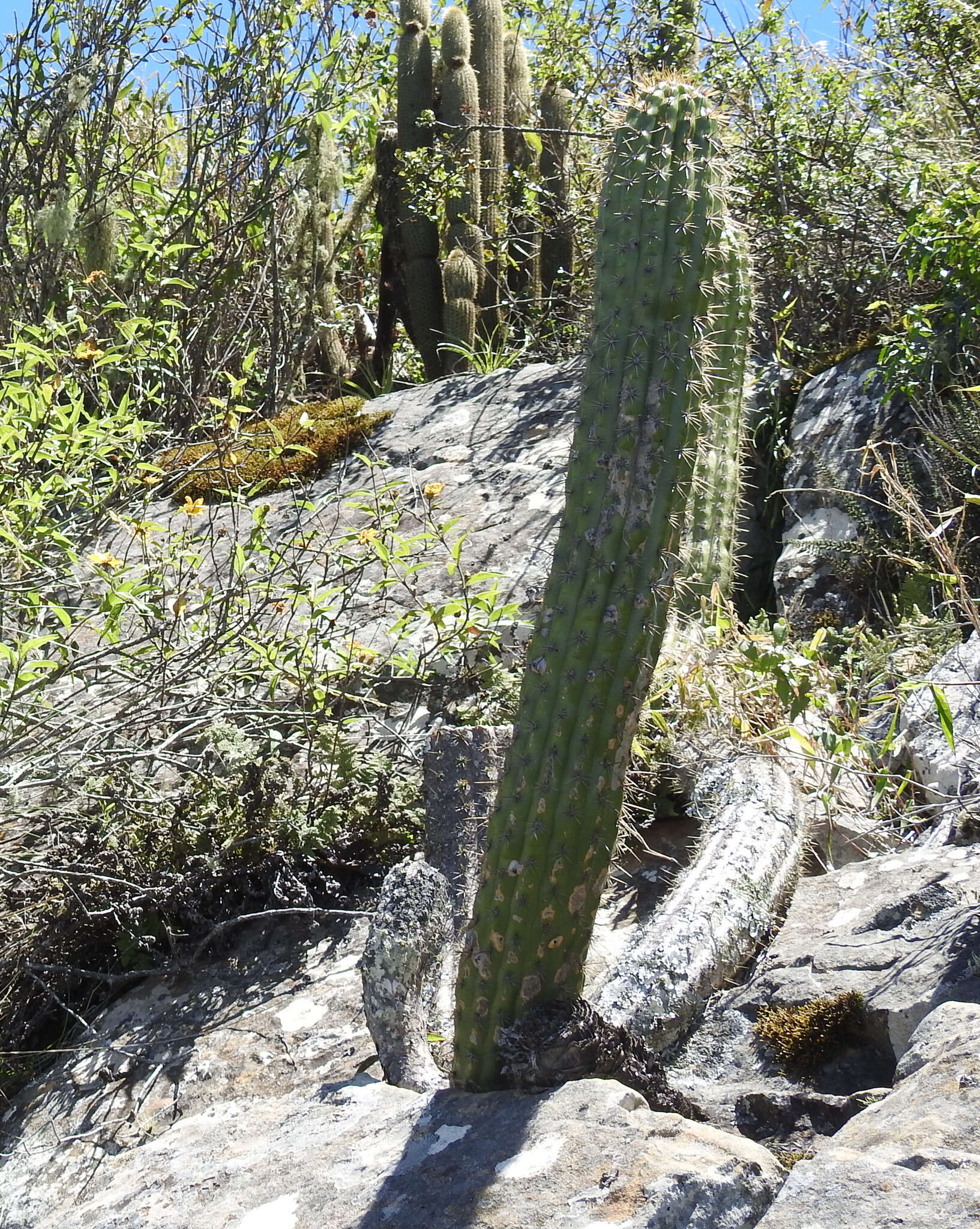 Image of Echinopsis quadratiumbonata (F. Ritter) D. R. Hunt