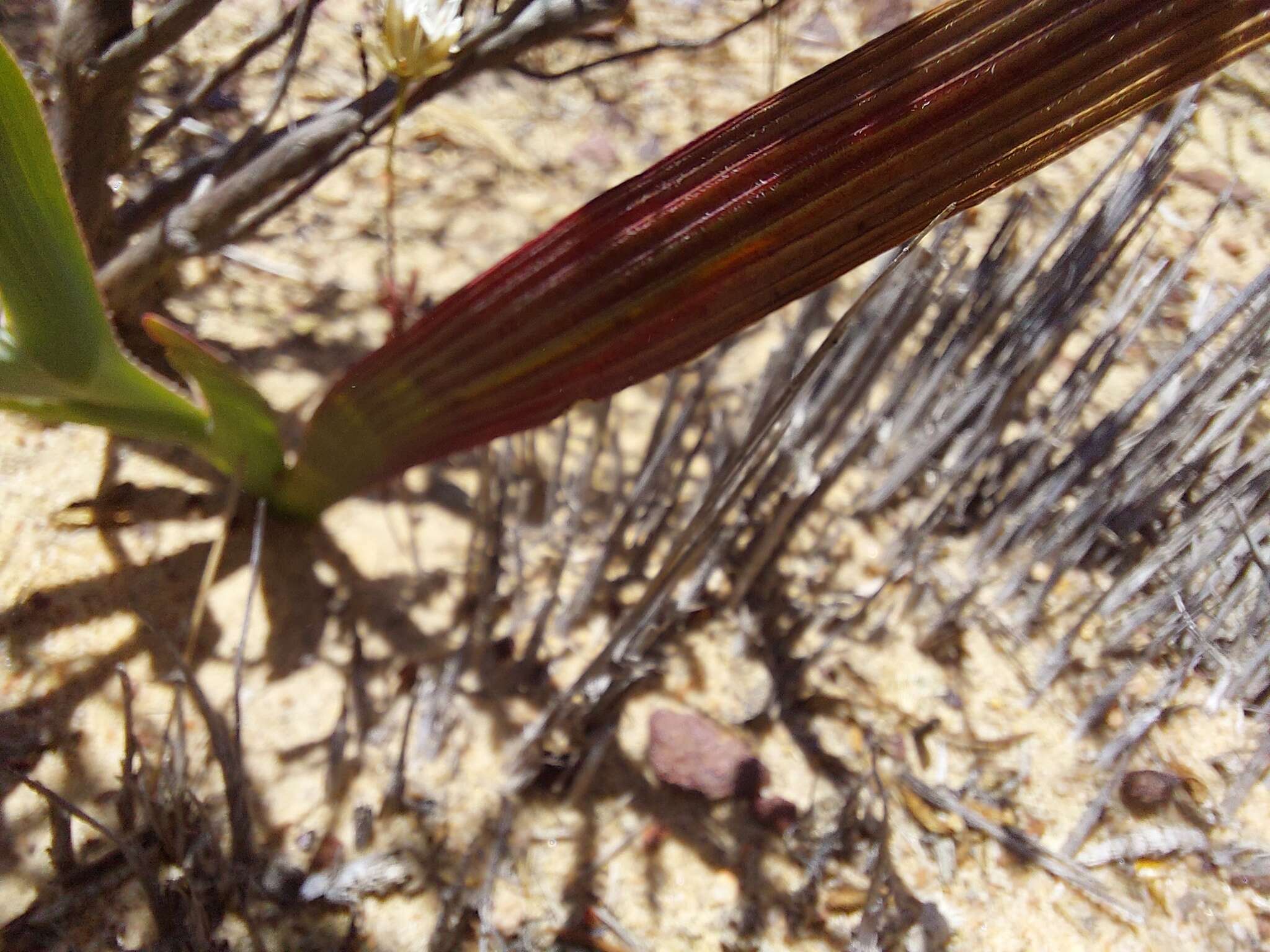 Image of Lapeirousia fabricii subsp. fabricii