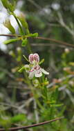 Imagem de Dicerandra frutescens Shinners