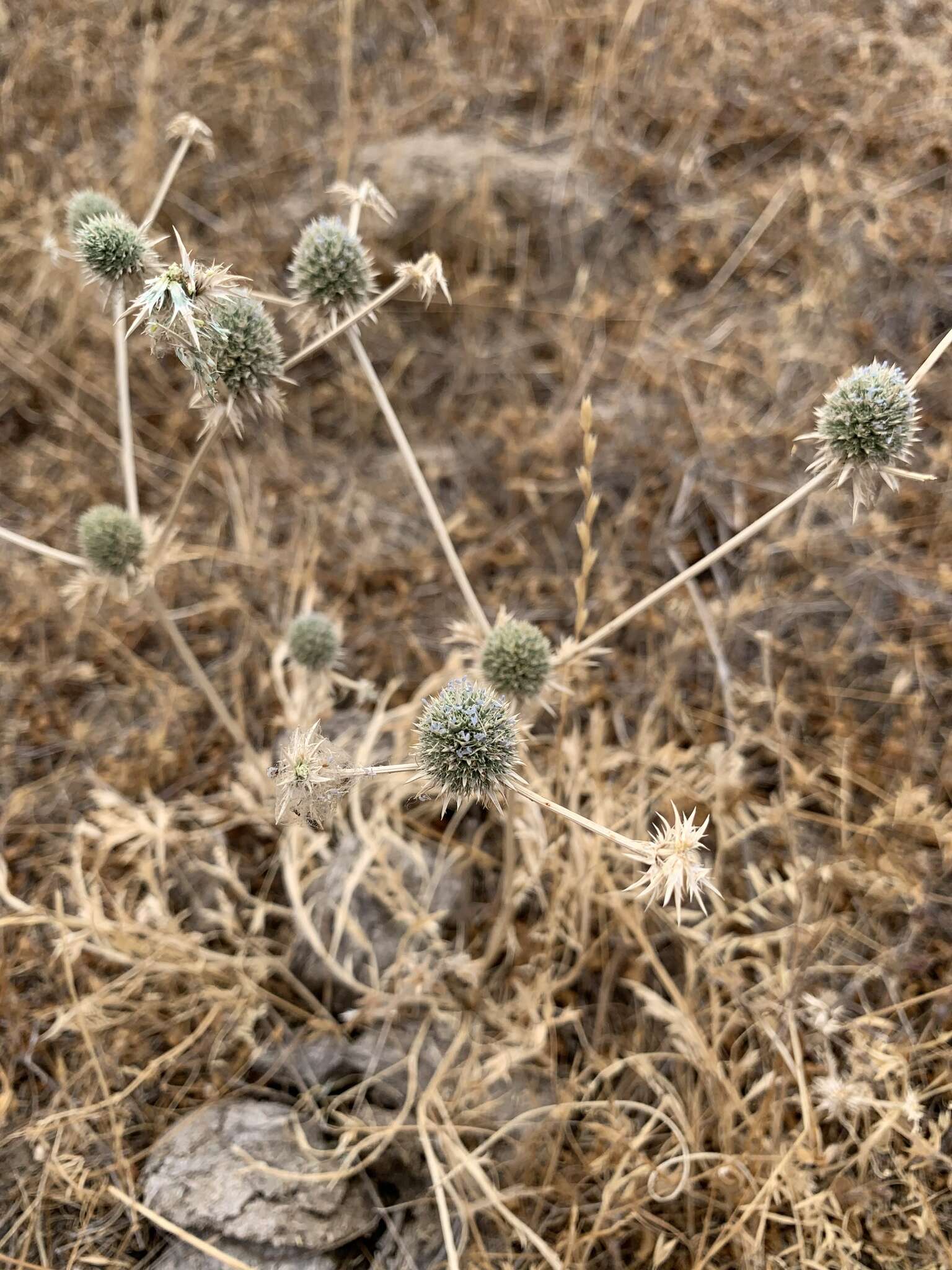 Image of Spiny-Sepal Eryngo