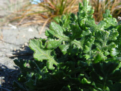 Image of redpurple ragwort