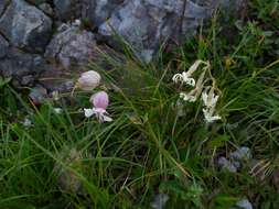 Imagem de Silene vulgaris subsp. glareosa (Jordan) Marsden-Jones & Turrill