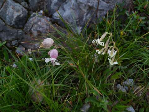 Imagem de Silene vulgaris subsp. glareosa (Jordan) Marsden-Jones & Turrill