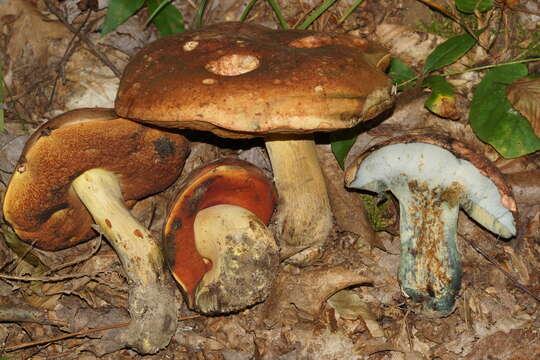 Image of Boletus vermiculosus Peck 1872