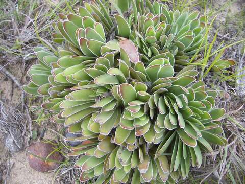 Image of Crassula ciliata L.