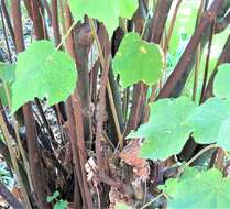 Image de Dombeya pulchra N. E. Br.