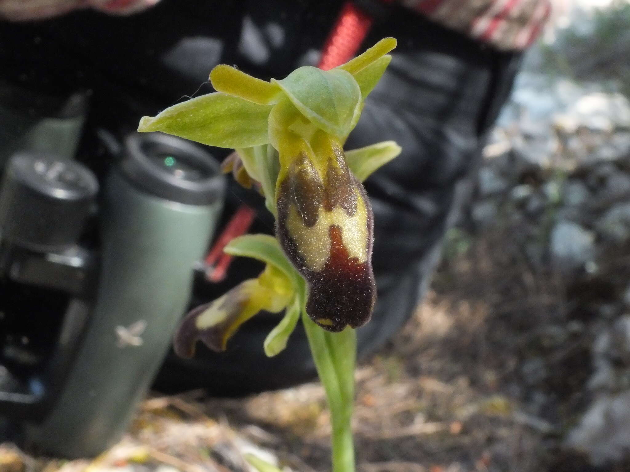 Image of Dark bee orchid