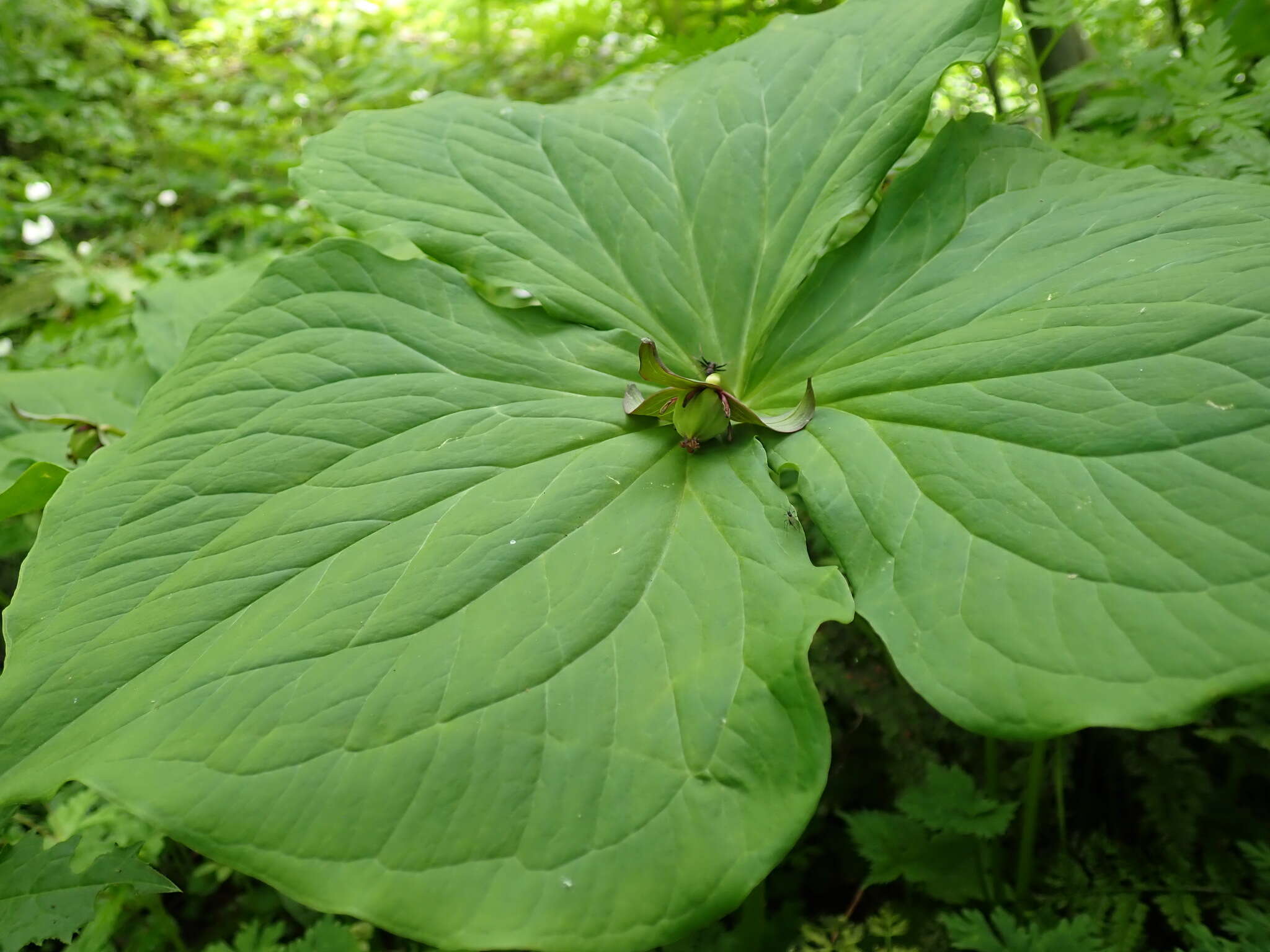 Image of Trillium apetalon Makino