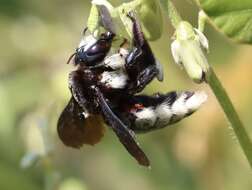 Plancia ëd Xylocopa nigrita (Fabricius 1775)