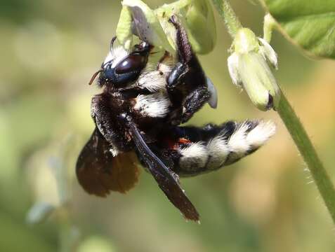 Plancia ëd Xylocopa nigrita (Fabricius 1775)