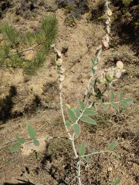 Image of Onobrychis hypargyrea Boiss.