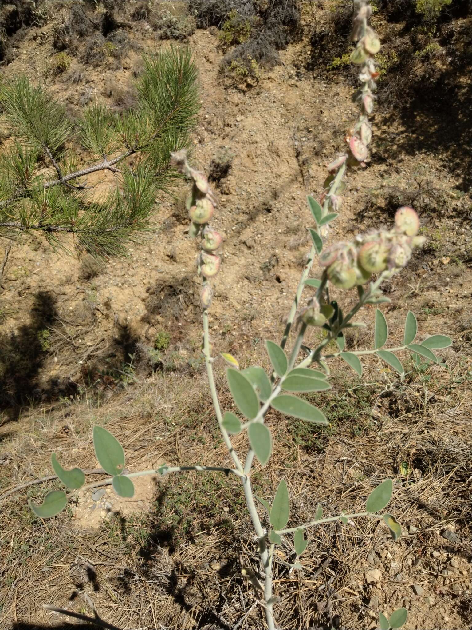 Plancia ëd Onobrychis hypargyrea Boiss.