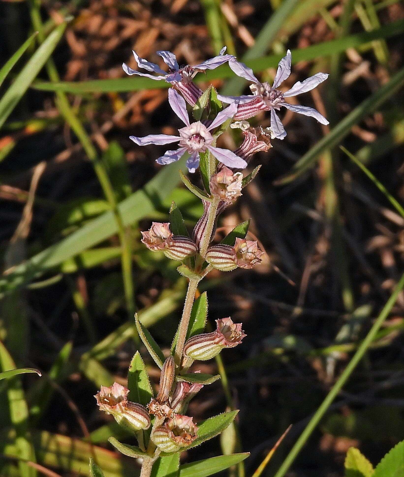 Cuphea lysimachioides Cham. & Schltdl.的圖片