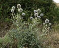 Image de Echinops transcaucasicus Iljin