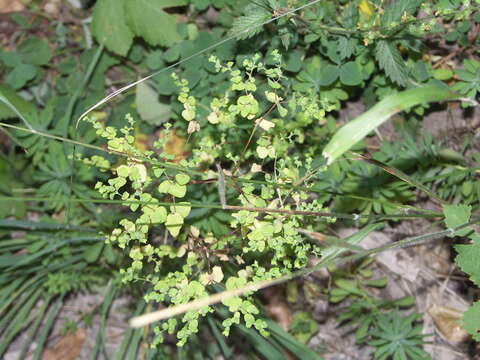 Image of Upright Spurge