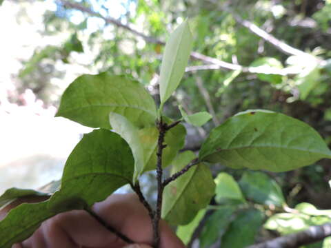 Image of Erythroxylum cuspidifolium Mart.