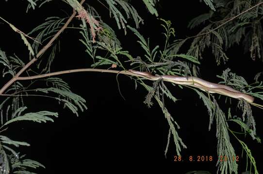 Image of Chinese Ratsnake