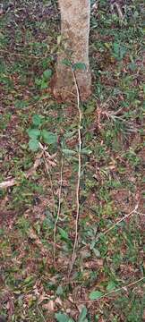 Image of Berberis ruscifolia Lam.