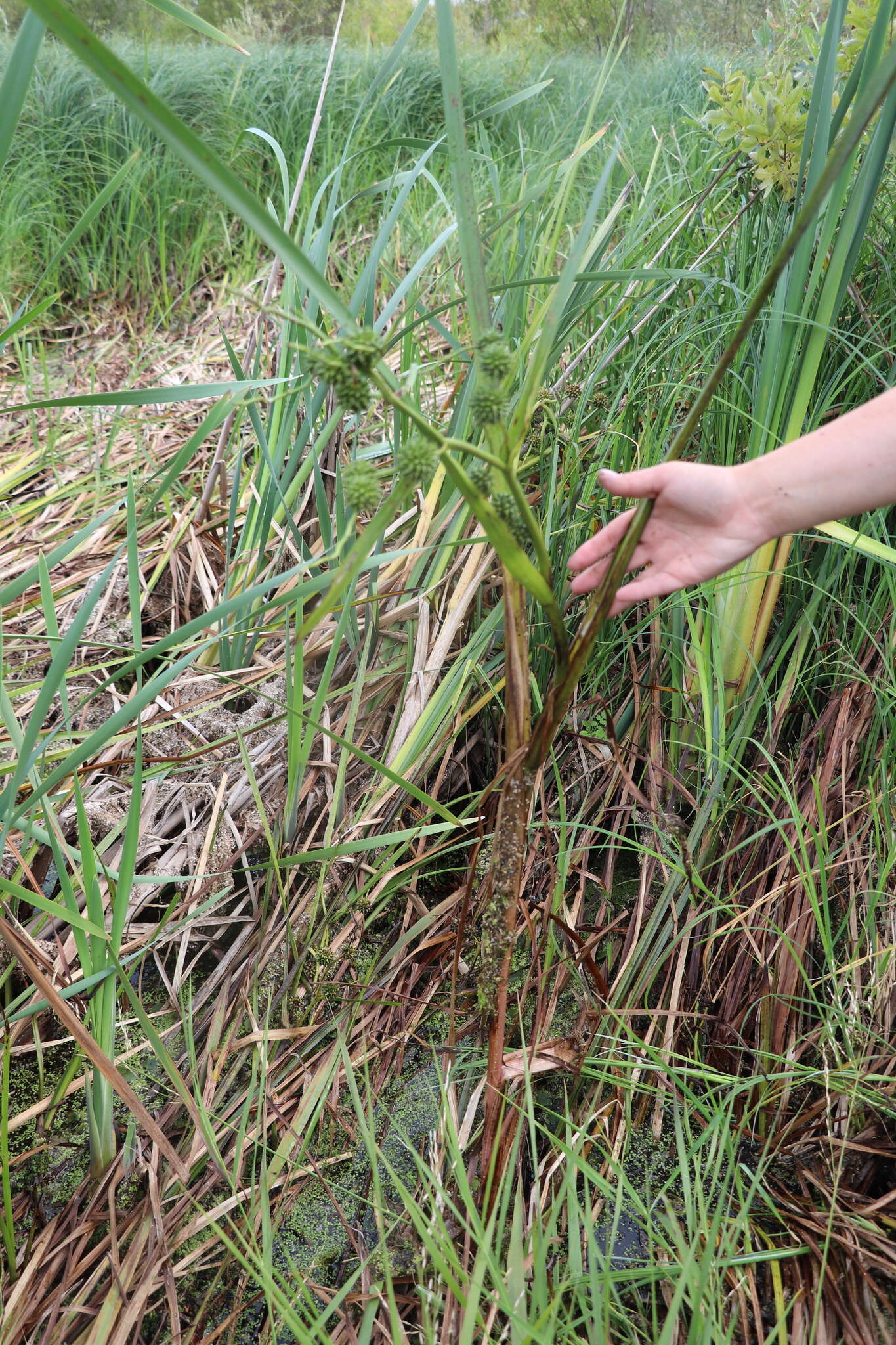 Image of Sparganium erectum subsp. microcarpum (Neuman) Domin