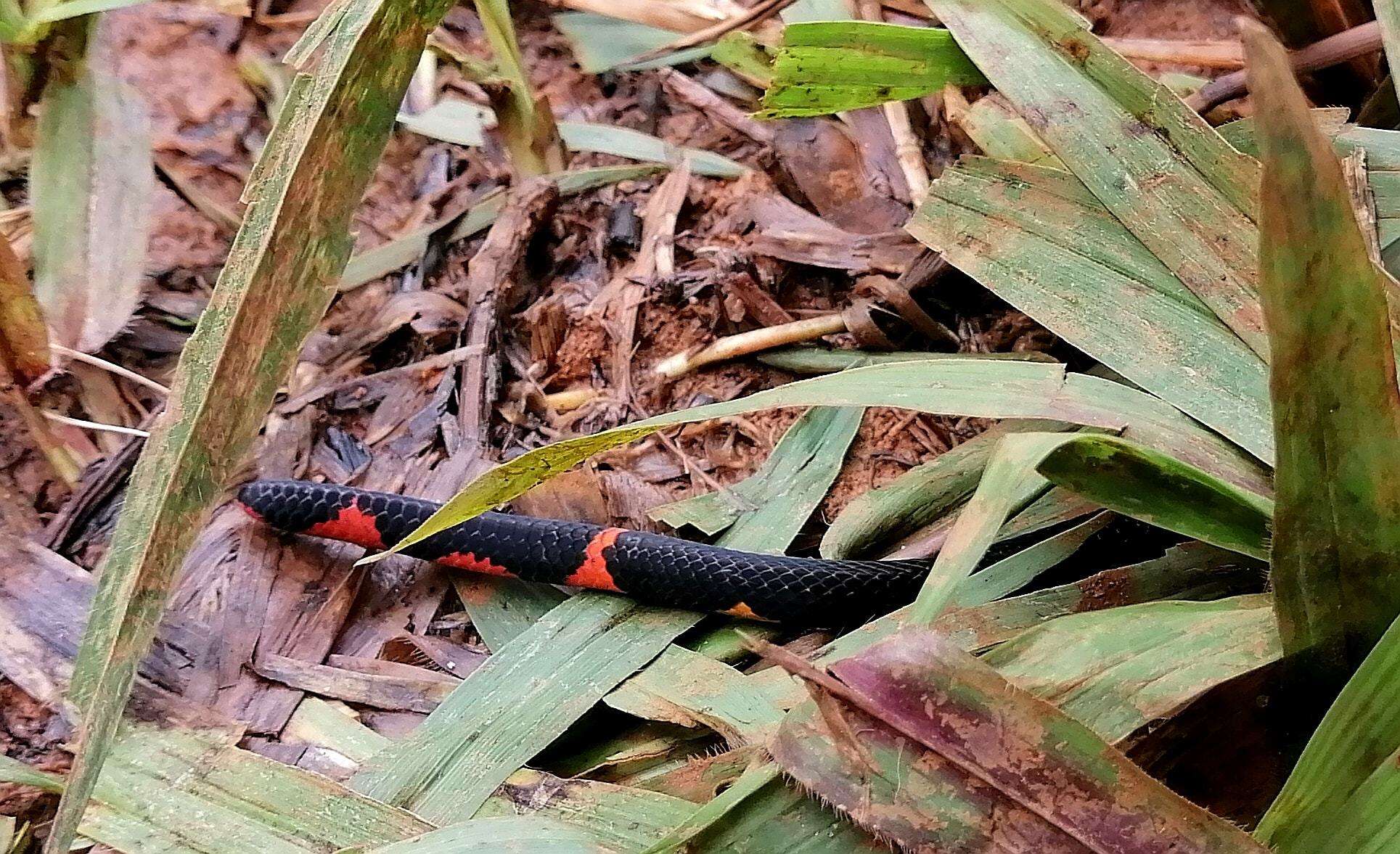 Imagem de Micrurus narduccii melanotus (W. C. H. Peters 1881)