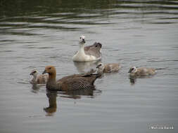 Image of magellan goose, upland goose