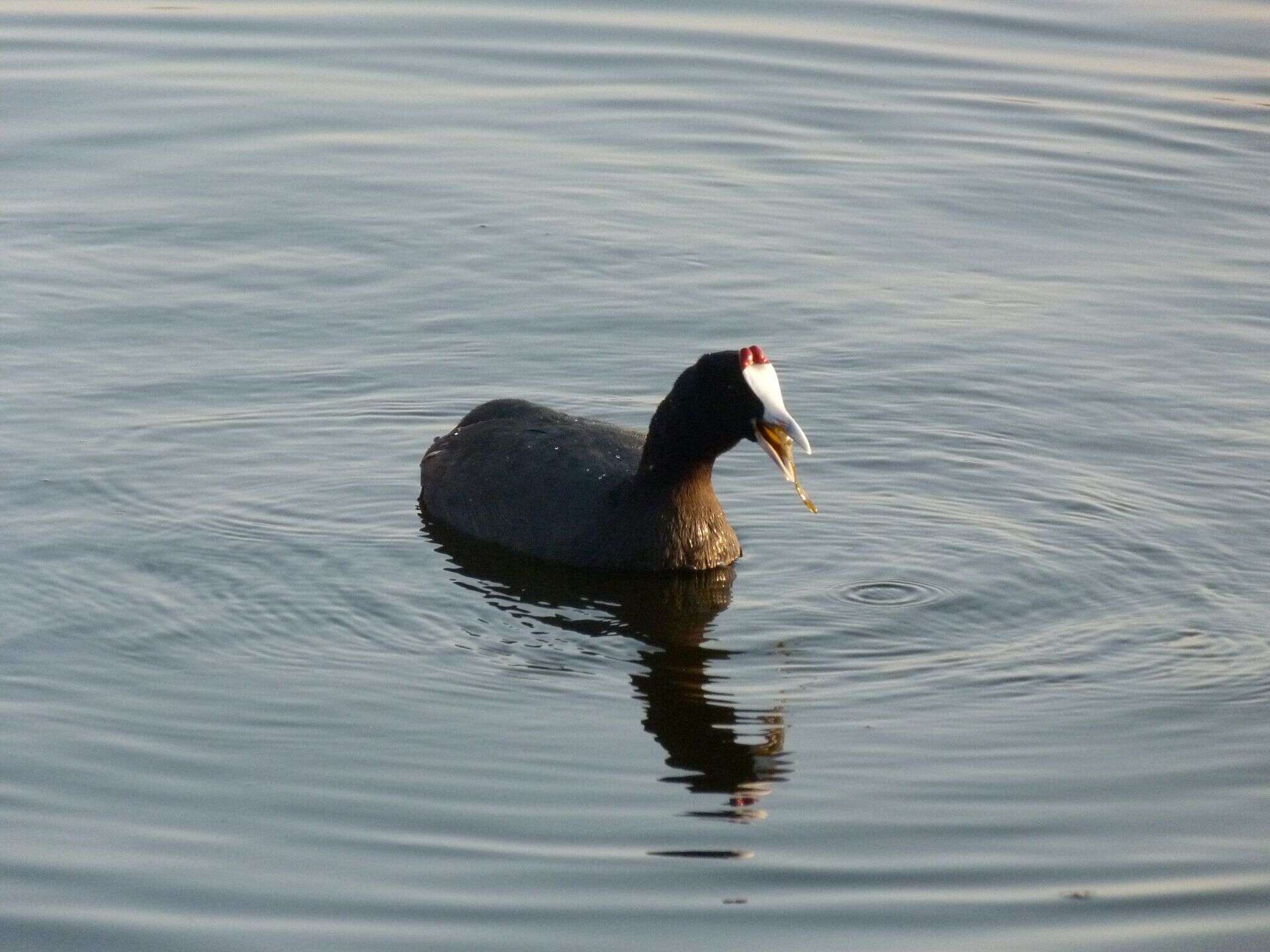 Imagem de Fulica cristata Gmelin & JF 1789