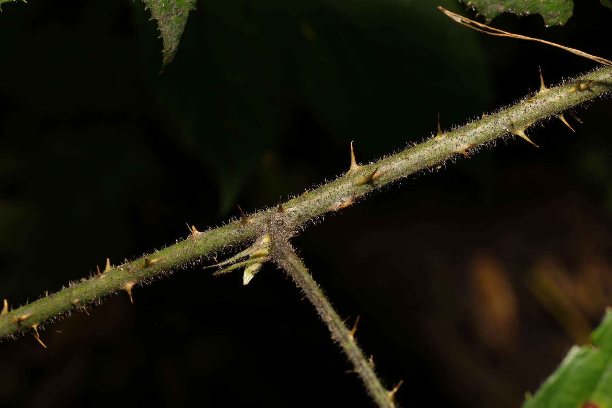 Image of Rubus dasyphyllus (Rogers) Rogers