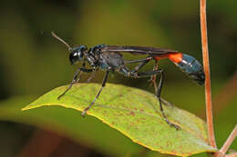 Слика од Ammophila nigricans Dahlbom 1843