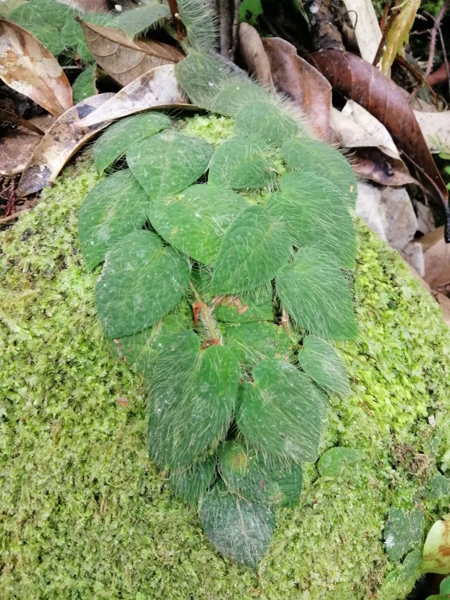 Image de Ficus villosa Bl.