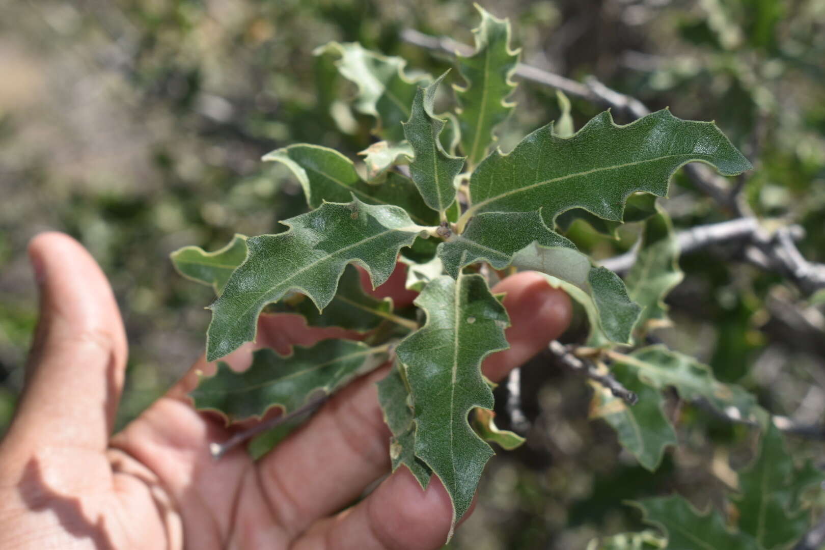 صورة Quercus pungens Liebm.