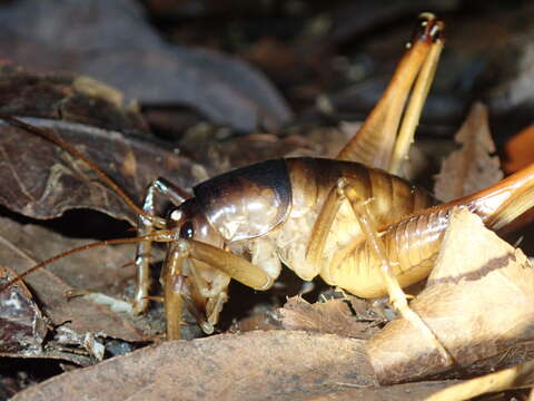 Image of <i>Penalva flavocalceata</i>