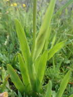 Image of Sparaxis villosa (Burm. fil.) Goldblatt