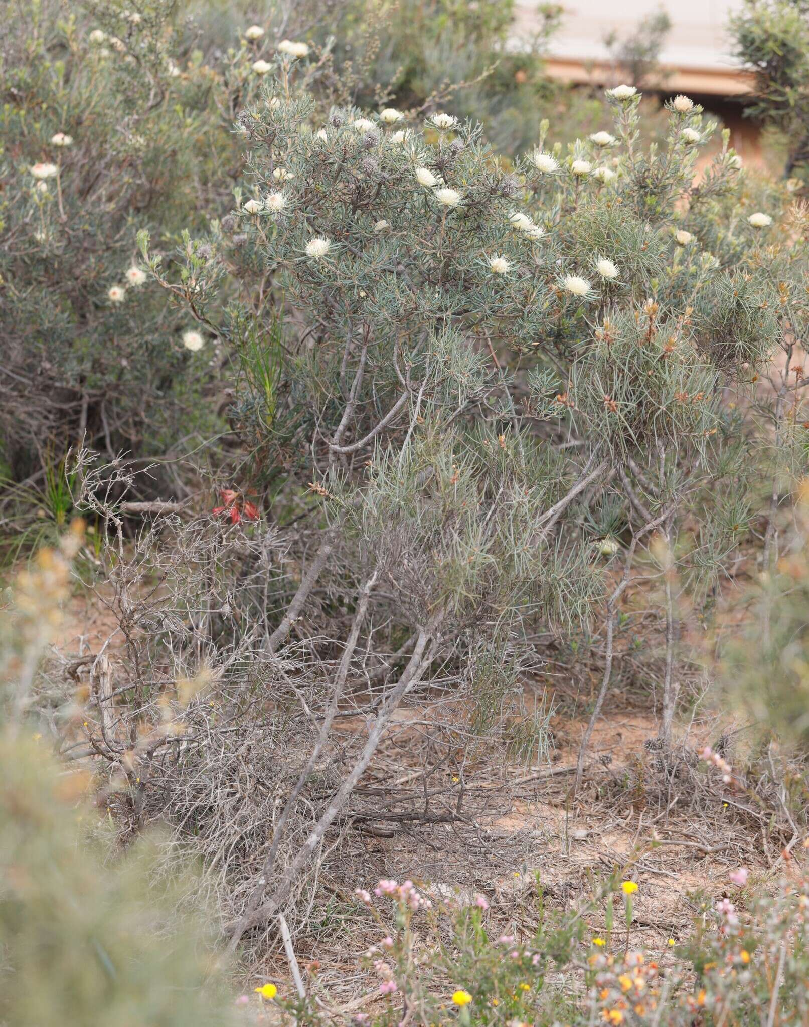 Image of Banksia carlinoides (Meissn.) A. R. Mast & K. R. Thiele