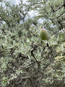 Plancia ëd Prunus argentea (Lam.) Rehd.