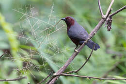 Image of Chestnut-breasted Negrofinch