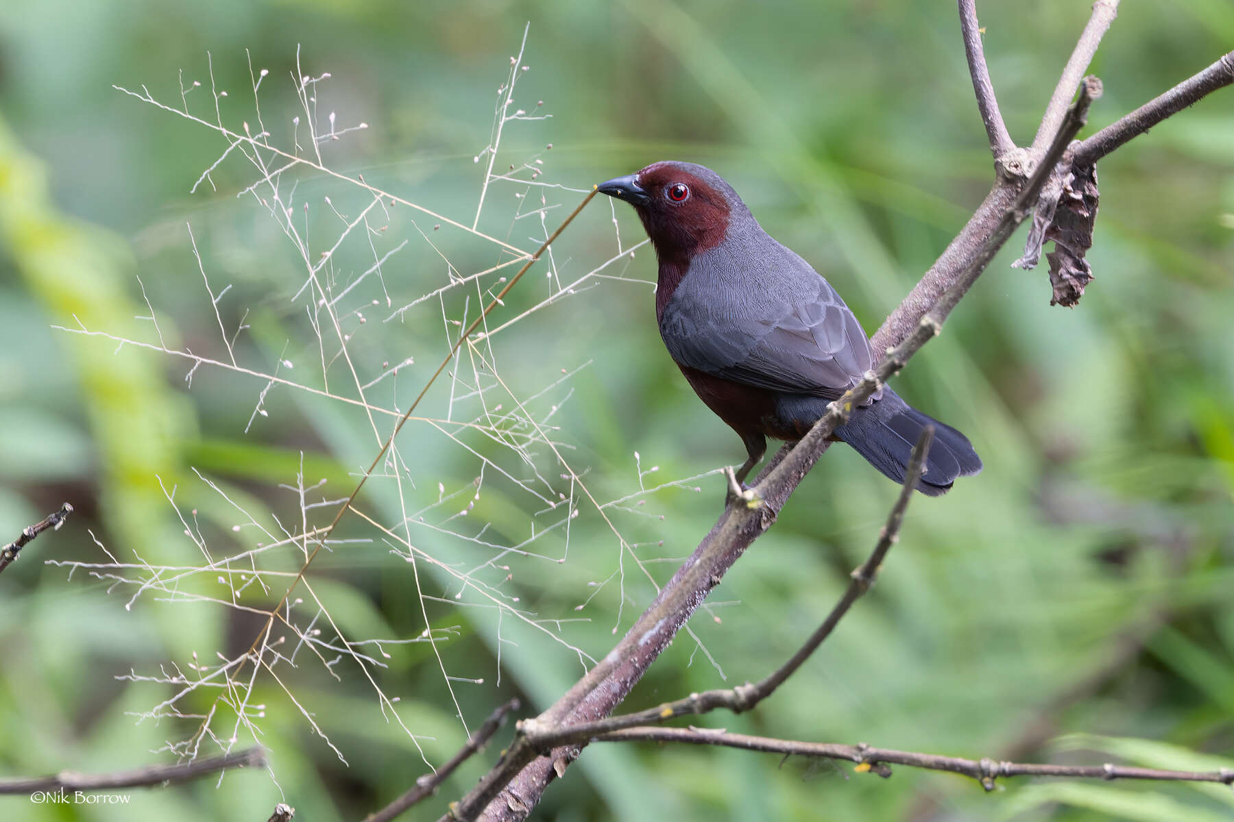 Image of Chestnut-breasted Negrofinch