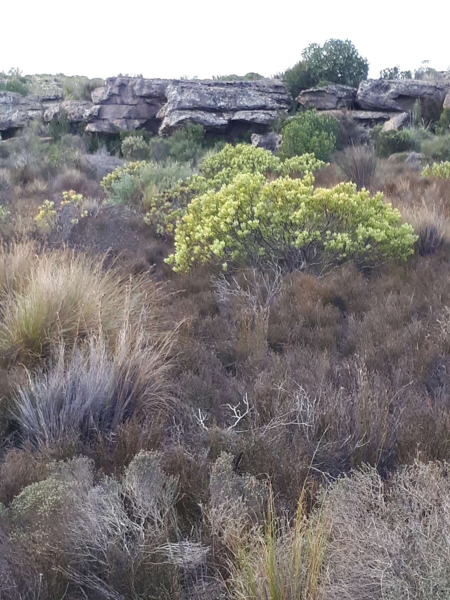 Image de Leucadendron roodii Bolus